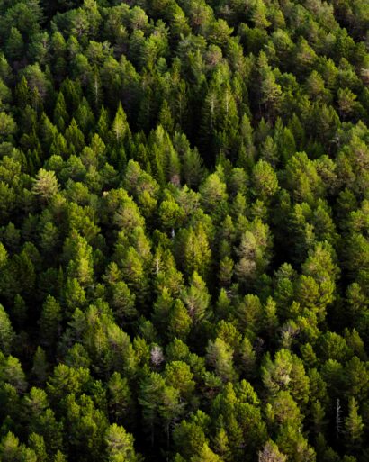 Odinbilder, Odin bild