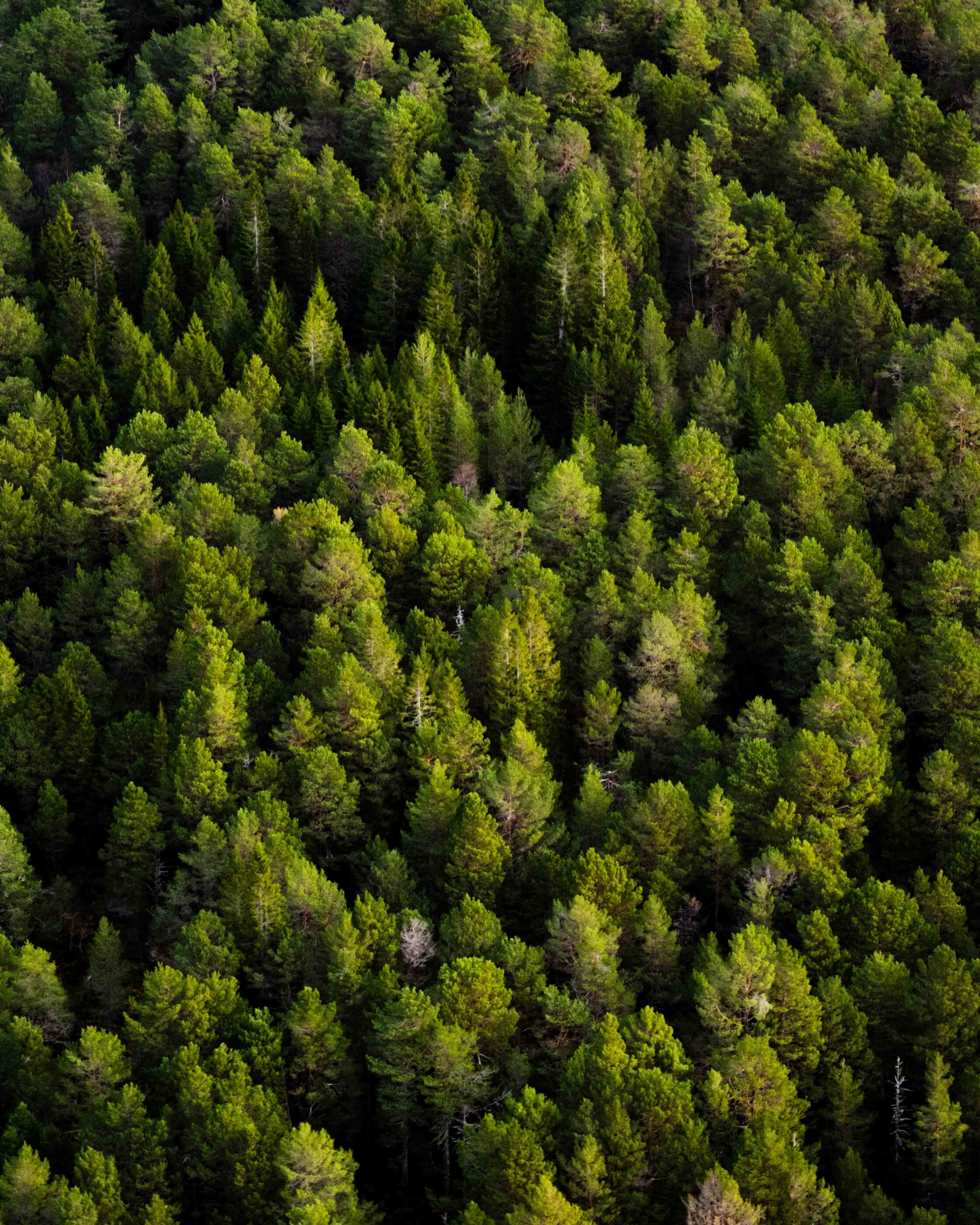 Odinbilder, Odin bild