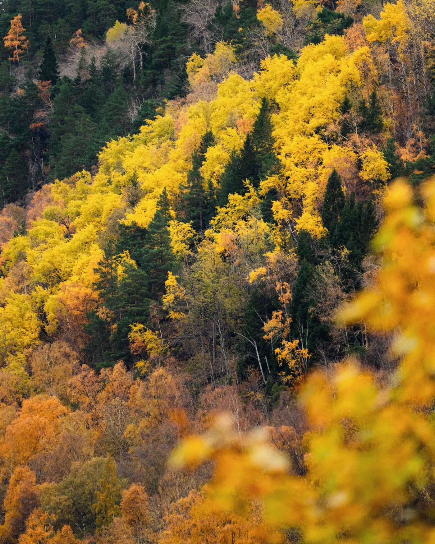 Odinbilder, Odin bild