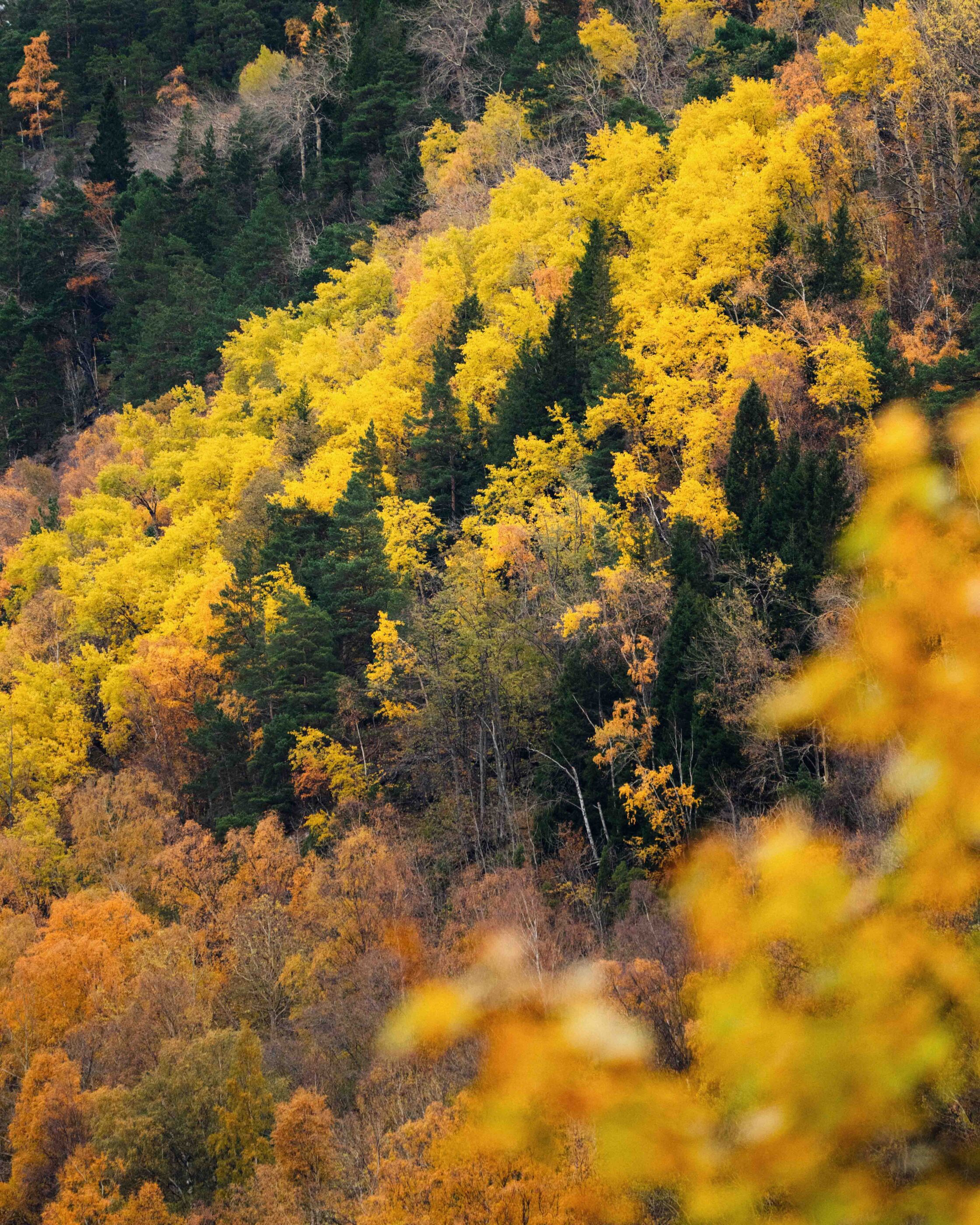 Odinbilder, Odin bild